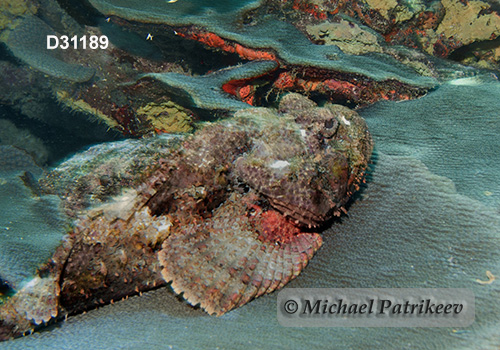 Spotted Scorpionfish (Scorpaena plumieri)